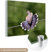 MuchoWow® Glasschilderij 90x60 cm - Schilderij acrylglas - Tortelduif - Veren -Vogel - Foto op glas - Schilderijen