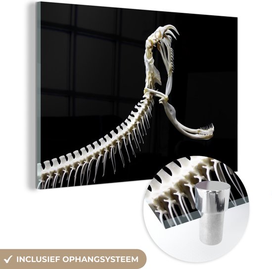 MuchoWow® Glasschilderij 180x120 cm - Schilderij acrylglas - Skelet van een slang - Foto op glas - Schilderijen