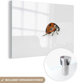MuchoWow® Glasschilderij 30x20 cm - Schilderij acrylglas - Lieveheersbeestje op pad - Foto op glas - Schilderijen