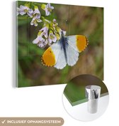 MuchoWow® Glasschilderij 40x30 cm - Schilderij acrylglas - Oranjetip vlinder op een pinksterbloem - Foto op glas - Schilderijen