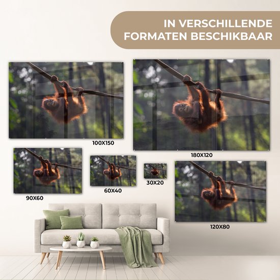 Tableau sur Verre - Jeune Orang-outan Suspendu à une Branche - 180x120 cm - Peintures sur Verre Peintures - Photo sur Glas