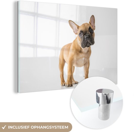 MuchoWow® Glasschilderij 180x120 cm - Schilderij acrylglas - Franse Bulldog - Bruin - Wit - Foto op glas - Schilderijen