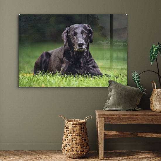 Un labrador noir dans l'herbe Plexiglas 120x80 cm - Tirage photo sur Glas (décoration murale plexiglas)