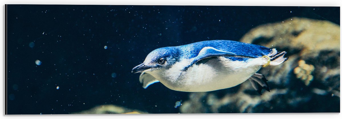 Dibond - Zwemmende Blauwe Pingïun door Aquarium - 60x20 cm Foto op Aluminium (Met Ophangsysteem)
