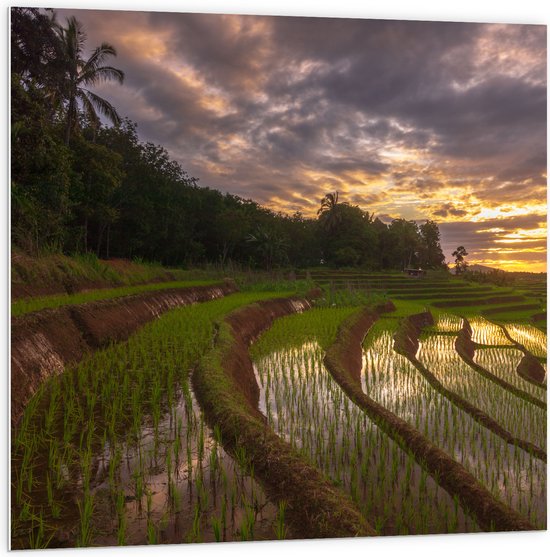 PVC Schuimplaat - Rijstvelden Vol Regenwater in Indonesië - 100x100 cm Foto op PVC Schuimplaat (Met Ophangsysteem)