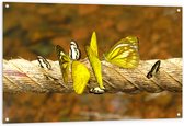 Tuinposter – Groep Zwart met Gele en Witte Vlinders Zittend op Dik Touw - 120x80 cm Foto op Tuinposter (wanddecoratie voor buiten en binnen)