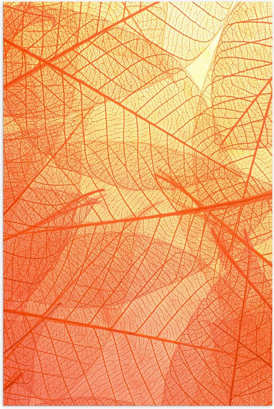 Poster (Mat) - Oranje Doorschijnende Blaadjes - 50x75 cm Foto op Posterpapier met een Matte look