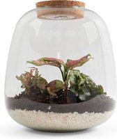 Pokon Terrarium Roze Planten Pakket incl. LED – 26 cm
