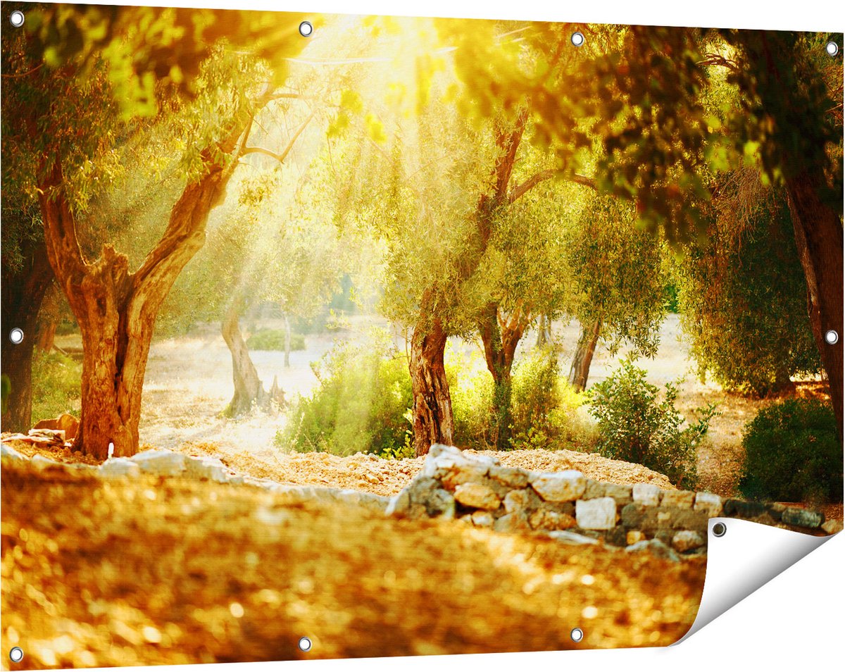 Gards Tuinposter Olijfbomen - Olijfboomgaard - 120x80 cm - Tuindoek - Tuindecoratie - Wanddecoratie buiten - Tuinschilderij Multikleur
