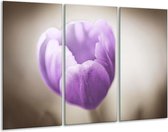 Peinture sur toile Tulipe | Violet, gris, blanc | 120x80cm 3 Liège