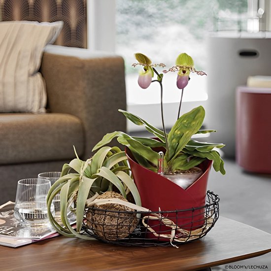 TIB Pot de Fleurs Auto-Arrosant Orchidée - Pot Auto-Arrosage - Rouge - Avec  Substrat