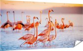Gards Tuinposter Kudde Flamingo's in het Water - 200x100 cm - Tuindoek - Tuindecoratie - Wanddecoratie buiten - Tuinschilderij