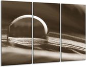 Glasschilderij Macro - Sepia - 120x80cm 3Luik - Foto Op Glas - Geen Acrylglas Schilderij - GroepArt 6000+ Glas Art Collectie - Maatwerk Mogelijk