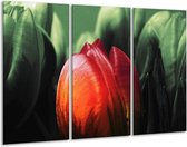 Peinture sur verre tulipe | Rouge, vert, noir | 120x80cm 3 Liège | Tirage photo sur verre |  F003839
