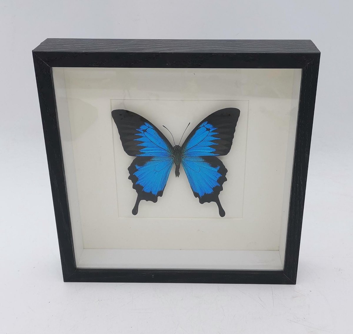Preparatenshop opgezette Papilio ulysses in lijst