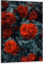 WallClassics - Dibond - Rode Volle Bloemen in Donkergroene Struik - 80x120 cm Foto op Aluminium (Met Ophangsysteem)