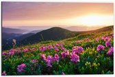 Dibond - Roze Bloemen op de Bergen van Landschap tijdens Zonsopkomst - 60x40 cm Foto op Aluminium (Met Ophangsysteem)