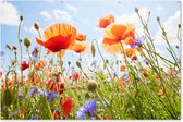 Muurdecoratie Bloemen - Klaproos - Lente - Natuur - Rood - Blauw - 180x120 cm - Tuinposter - Tuindoek - Buitenposter