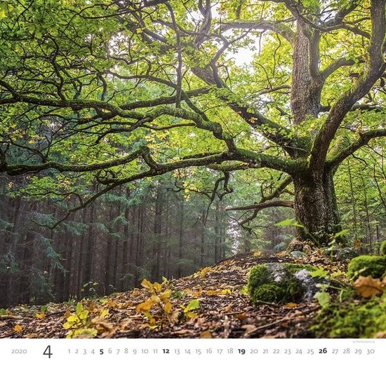 Bos - Forest Kalender 2020 - Helma