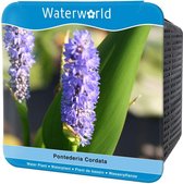 Waterworld Aqua Set Pontederia Cordata - Moerashyacint - (Oeverplanten, Vijvermandje, Klei, Grind & Voeding)
