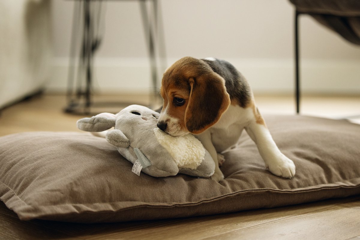 Beeztees Puppy Snoet - Puppy Speelgoed - Puppyknuffel - Hondenspeelgoed - Pluche - Grijs - 25x20x7,5 cm thumbnail 4
