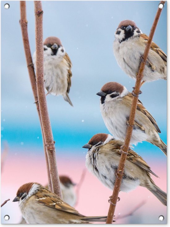 Tuinposter - Vogels - Mus - Dieren - Takken - Roze - Blauw - 60x80 cm - Tuin decoratie - Wanddecoratie - Schuttingposter - Tuindoek