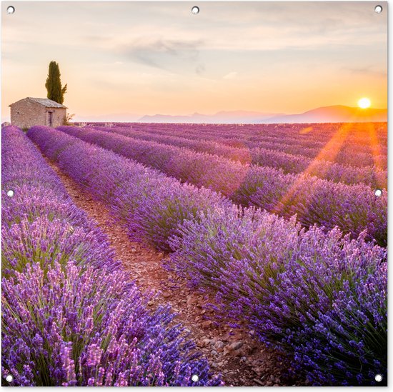 Tuinposter lavendel - Zonsondergang - Bloemen - Natuur - Paars - Tuindoek - Schuttingdoek - Tuinschilderij voor buiten - Schutting decoratie - 100x100 cm - Tuindecoratie - Tuin - Buitenposter