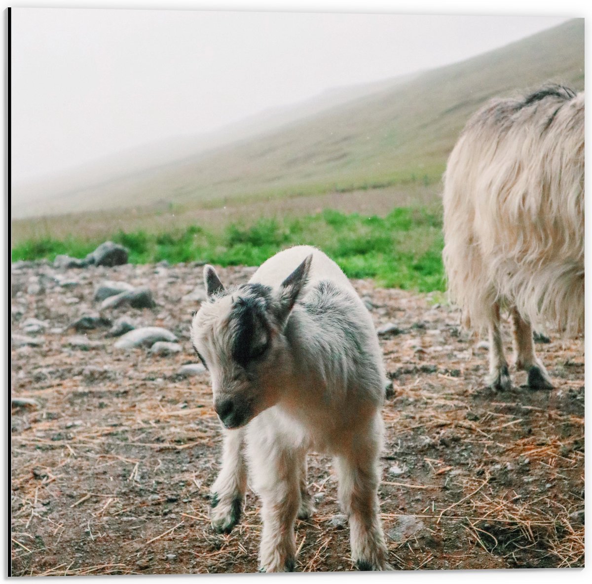 Dibond - Baby Geitje bij Moeder Geit in Landschap in de Bergen - 50x50 cm Foto op Aluminium (Wanddecoratie van metaal)