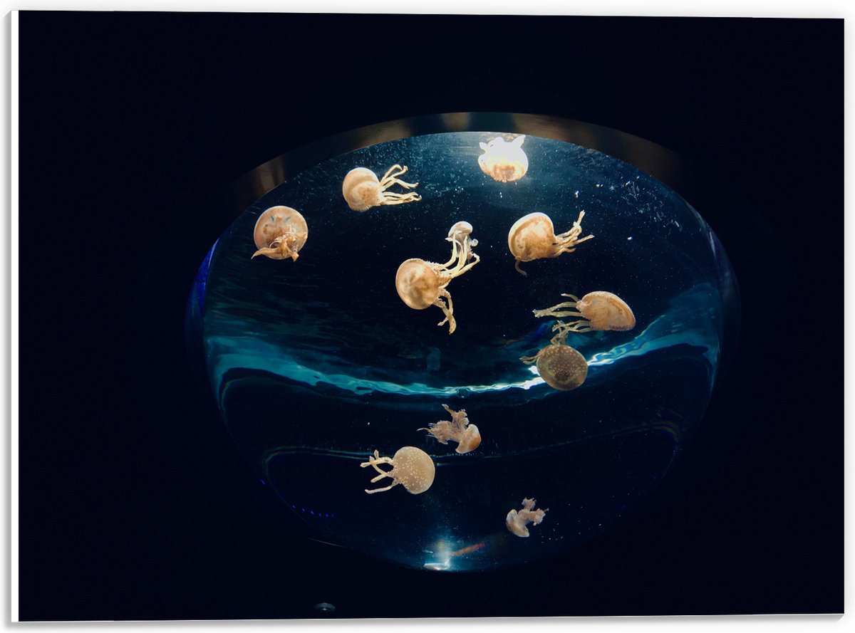 PVC Schuimplaat - Groepje Oranjekleurige Kwallen in Bolvormig Aquarium - 40x30 cm Foto op PVC Schuimplaat (Met Ophangsysteem)