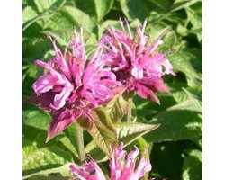 6x Bergamotplant - Monarda ‘Twins’ - Pot 9x9cm