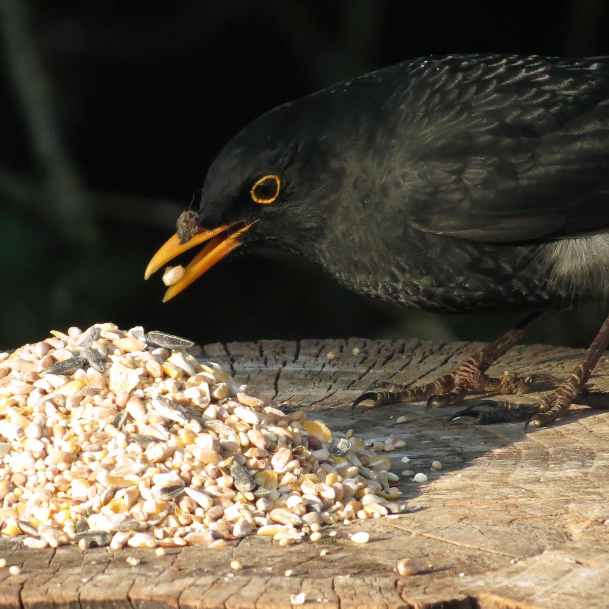 Aniculis - Premium Vogelvoeder-Mix met Anijszaad (5 kg) - Anijs stimuleert het imuunsysteem | Hoogwaardige voermix voor tuinvogels | Geschikt voor het hele jaar door bijvoeren