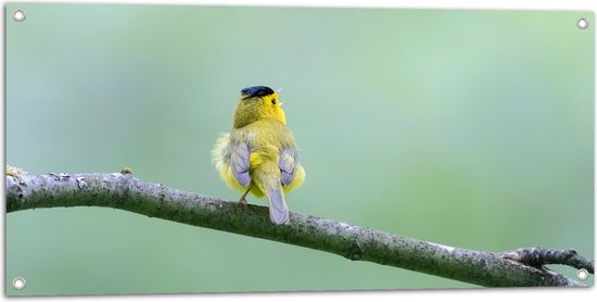 Tuinposter – Achteraanzicht van Zingend Geel Wilsons Vogeltje op een Tak - 100x50 cm Foto op Tuinposter (wanddecoratie voor buiten en binnen)