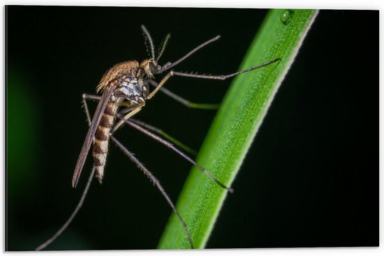 Dibond - Insect op Groene Tak - 60x40cm Foto op Aluminium (Wanddecoratie van metaal)