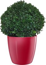 Pannebakker Plants BV - Ilex - 35 Cm - Ø 30 - 1 Stuks