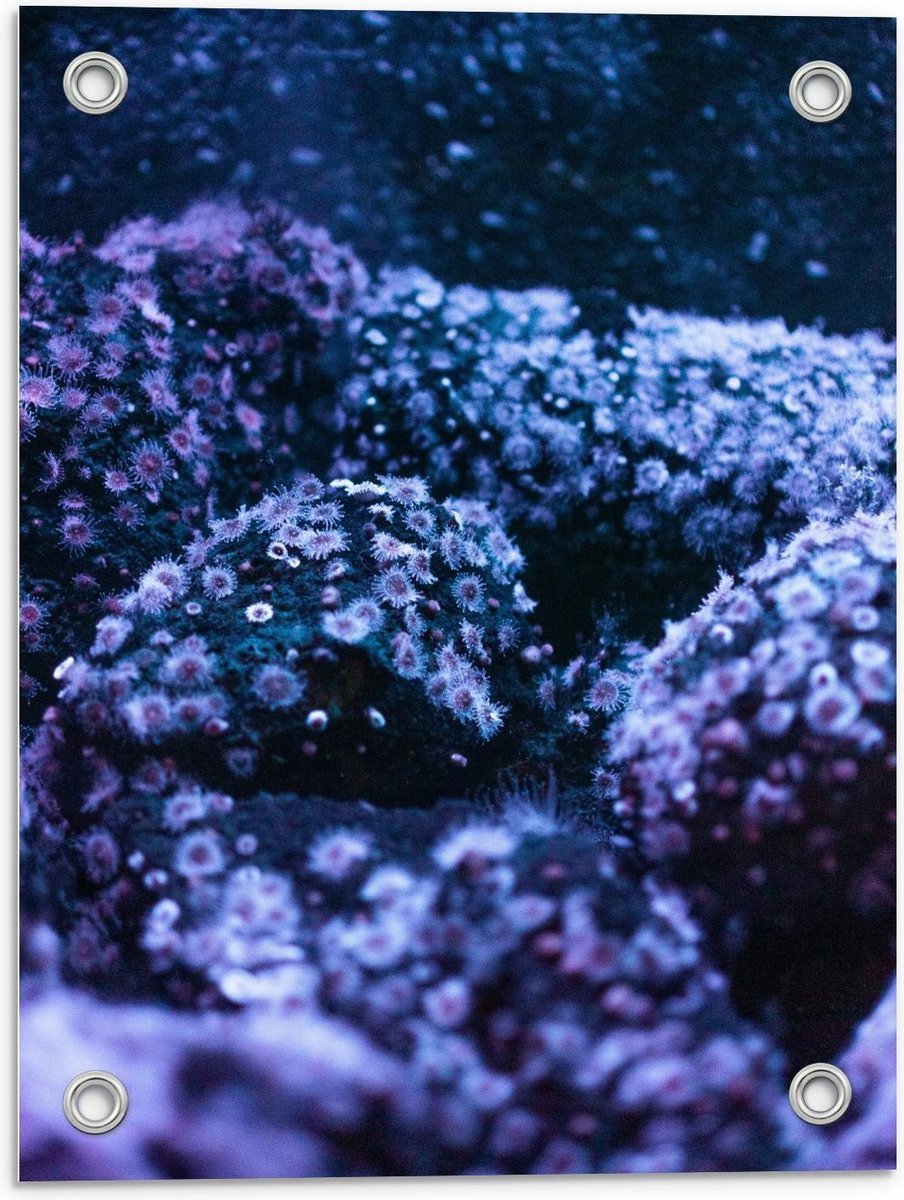 Tuinposter – Blauw/Paarse Struiken - 30x40cm Foto op Tuinposter (wanddecoratie voor buiten en binnen)