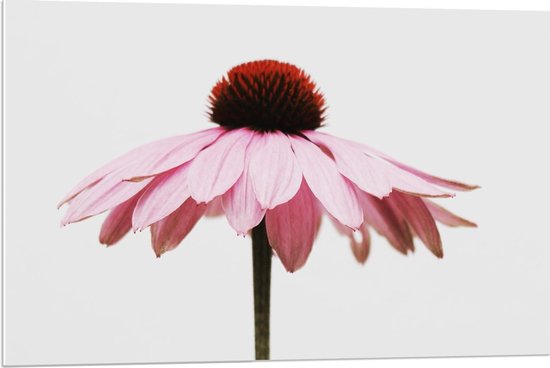 Forex - Roze Bloem op Witte Achtergrond  - 90x60cm Foto op Forex