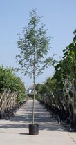 Lijsterbes Sorbus aucuparia h 450 cm st. omtrek 16 cm