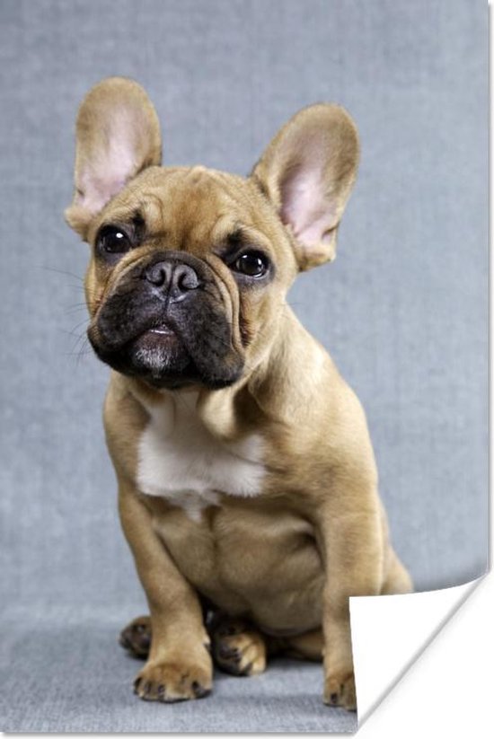 Bouledogue Francais Marron Devant Papier Affiche Fond Gris 40x60 Cm Tirage Photo Sur Bol Com Bouledogue Francais Marron Devant Papier Affiche Fond Gris 40x60 Cm Tirage Photo Sur Bol Com