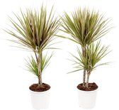 Hellogreen Kamerplanten - Set van 2 - Dracaena Drakenbloedboom Bicolour - ↕ 75 cm