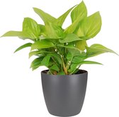 Hellogreen Kamerplant - Homalomena Lemon Lime - ↕ 40 cm - Elho Brussels antraciet