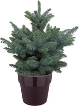 Boom van Botanicly – Picea Pungens Super Blue in paars pot als set – Hoogte: 85 cm