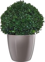 Hagen en struiken van Botanicly – Ilex Crenata Stokes in taupe pot als set – Hoogte: 35 cm