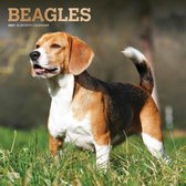 Beagles 2021 - 18-Monatskalender mit freier DogDays-App