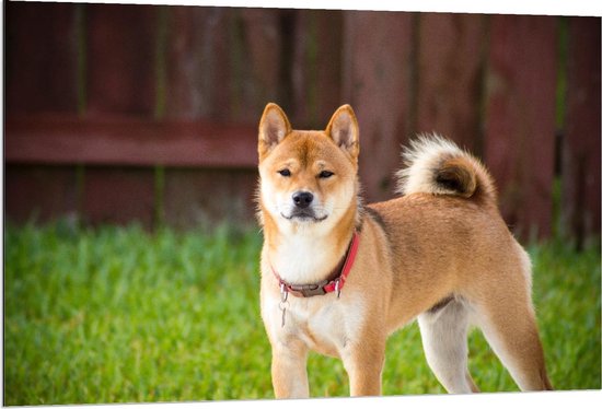 Dibond - Shiba Inu Hond met Gras - 120x80cm Foto op Aluminium (Wanddecoratie van metaal)