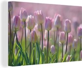 Canvas Schilderij Roze tulpen tijdens de lente - 90x60 cm - Wanddecoratie