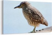 Schilderij - Braziliaanse vogel — 100x70 cm