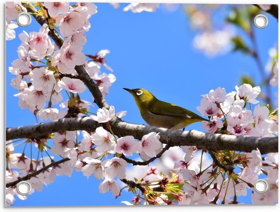 Tuinposter – Groen Vogeltje tussen Bloesem - 40x30cm Foto op Tuinposter  (wanddecoratie voor buiten en binnen)