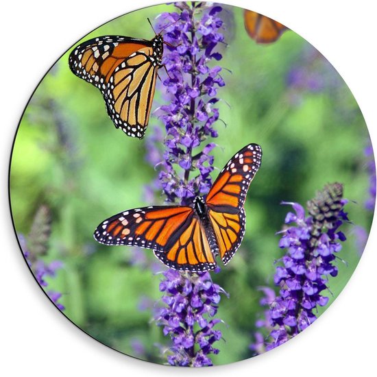 Dibond Wandcirkel - Oranje Vlinders bij Lavendel - 50x50cm Foto op Aluminium Wandcirkel (met ophangsysteem)