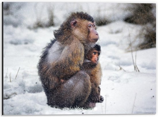 Dibond - Moeder en Baby Aap in de Sneeuw - 40x30cm Foto op Aluminium (Met Ophangsysteem)