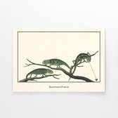 Walljar - Bradypodion Pumilum - Dieren poster met lijst